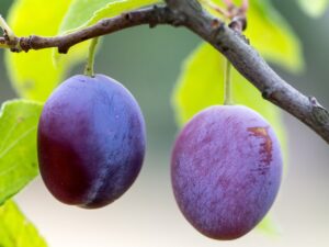 Pregnancy nutrition plums