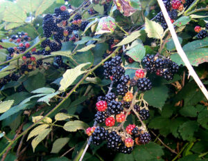pregnancy nutrition blackberries