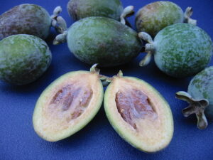pregnancy nutrition guavas