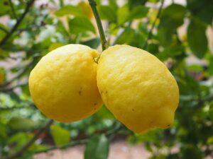 pregnancy nutrition lemons